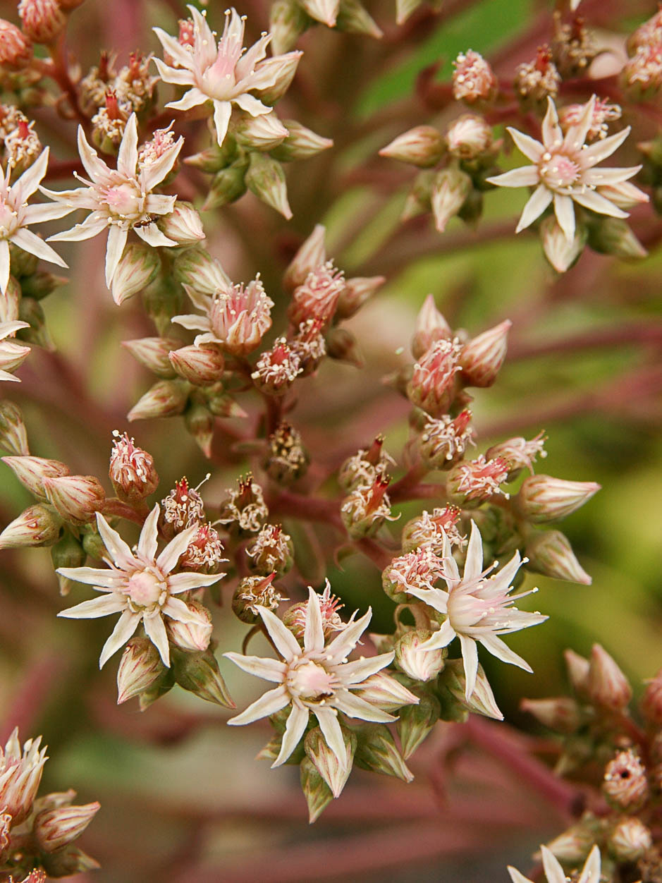 Aeonium hierrense