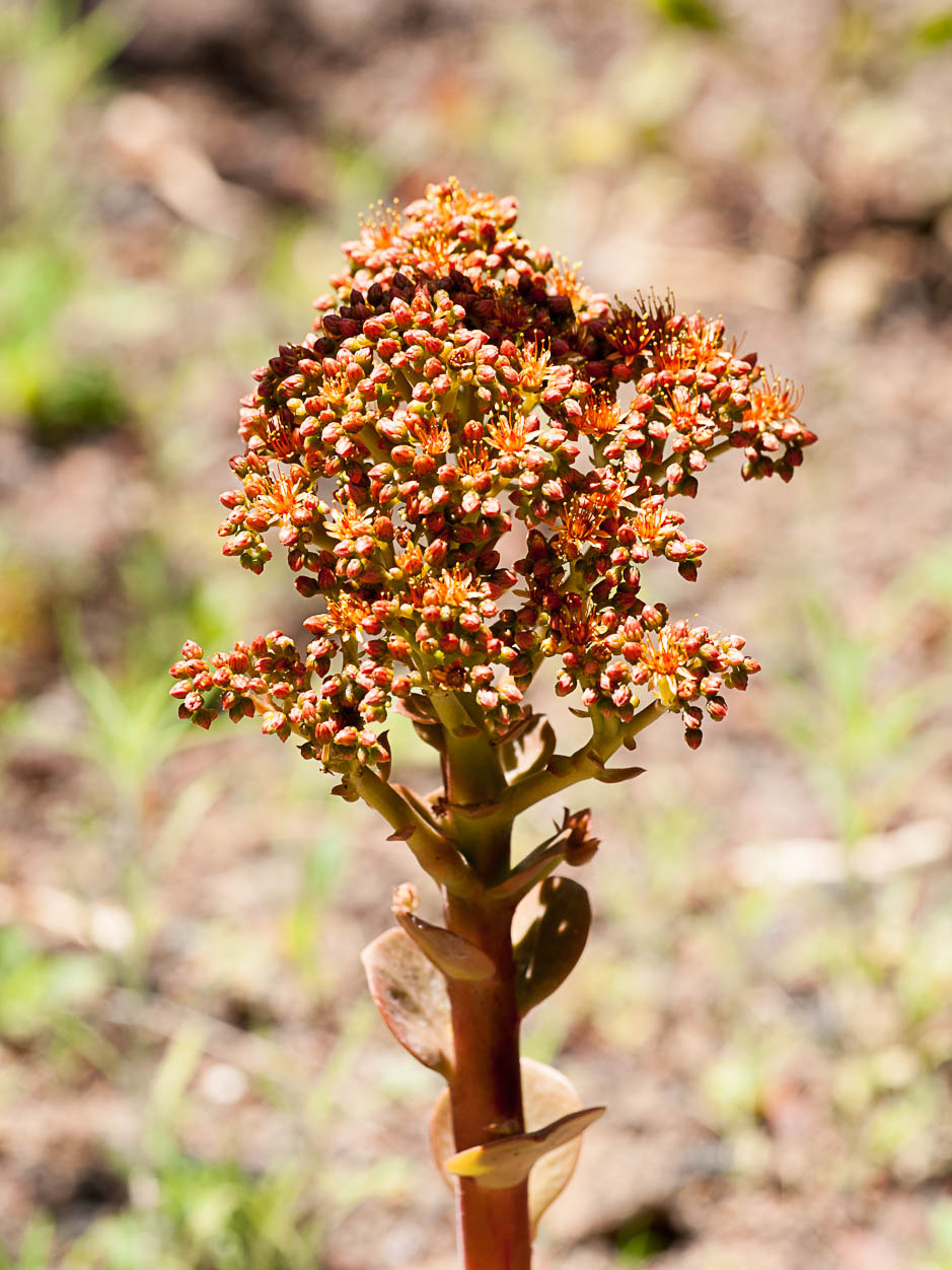 Aeonium nobile