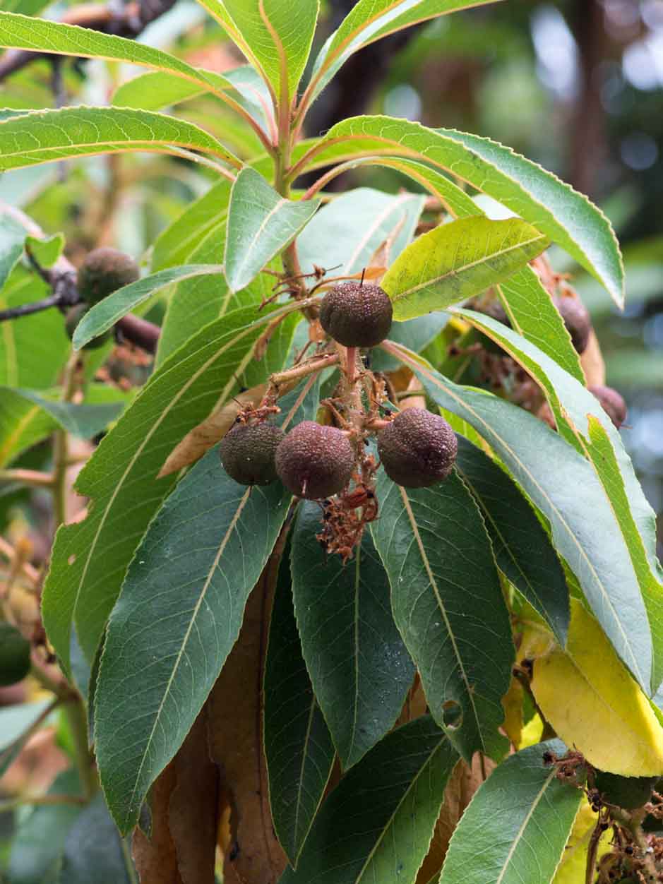 Arbutus canariensis