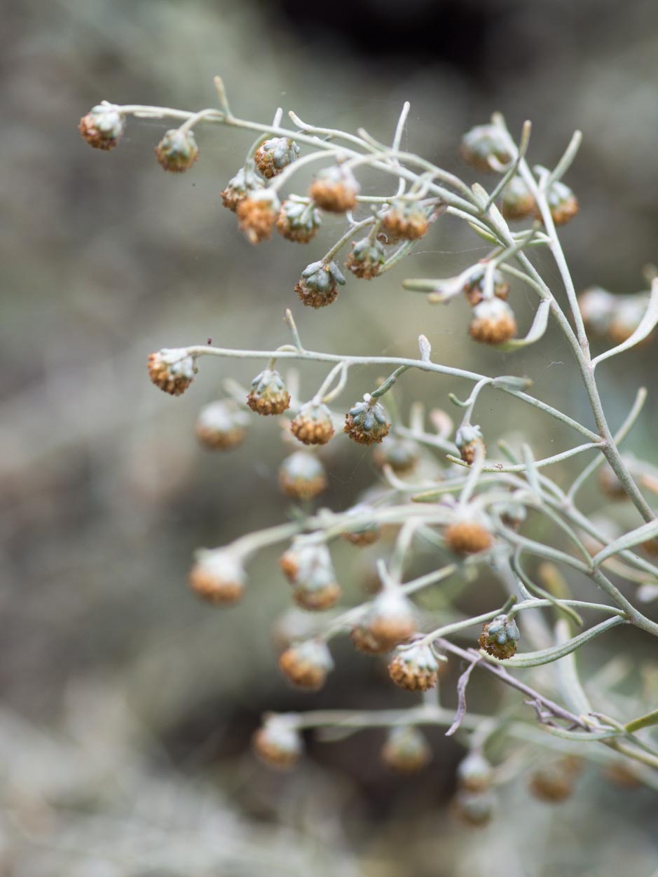 Artemisia thuscula