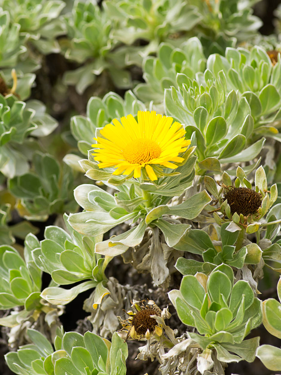 Asteriscus sericeus