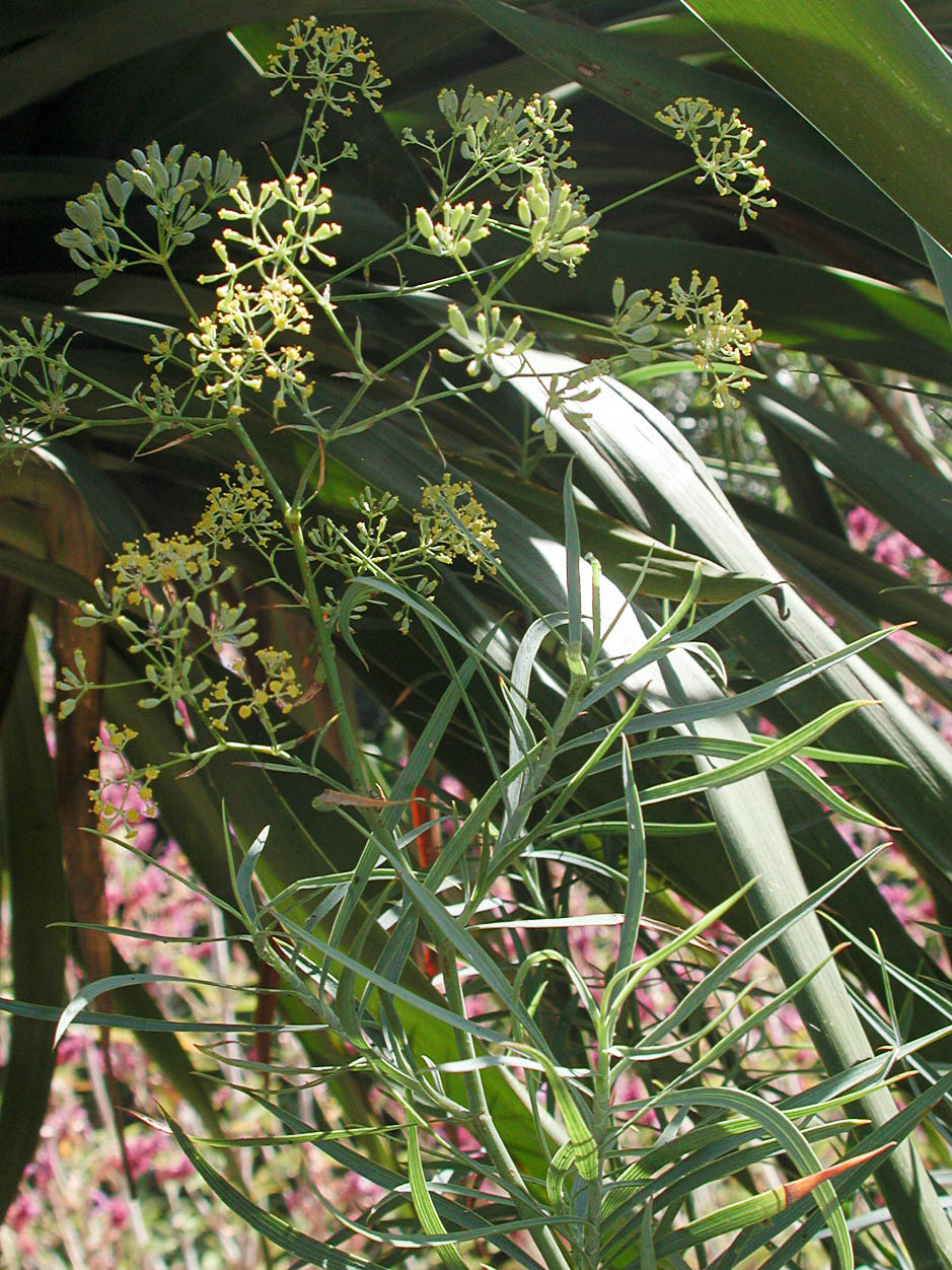 Bupleurum salicifolium