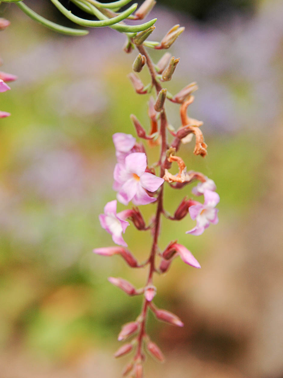 Campylanthus salsoloides