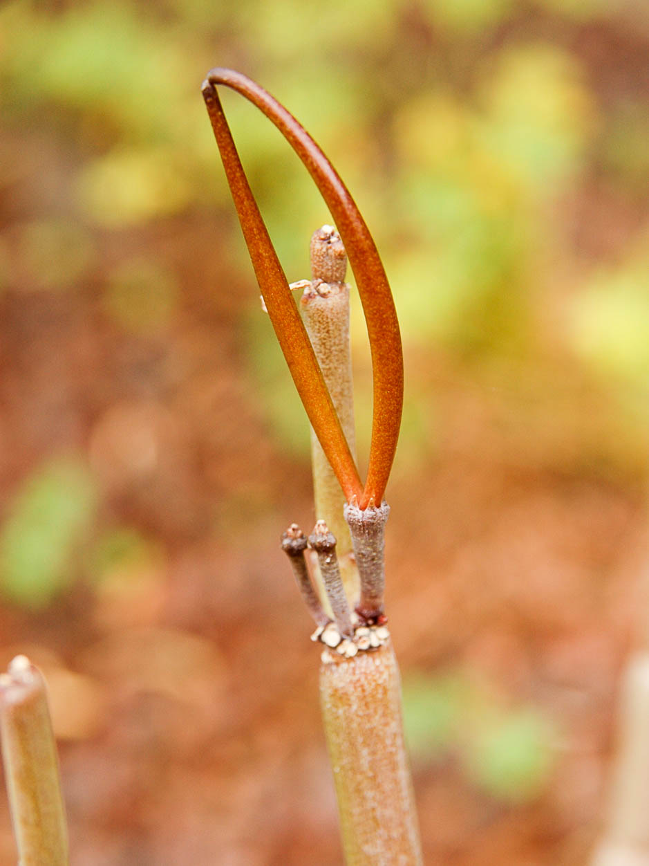 Ceropegia hians