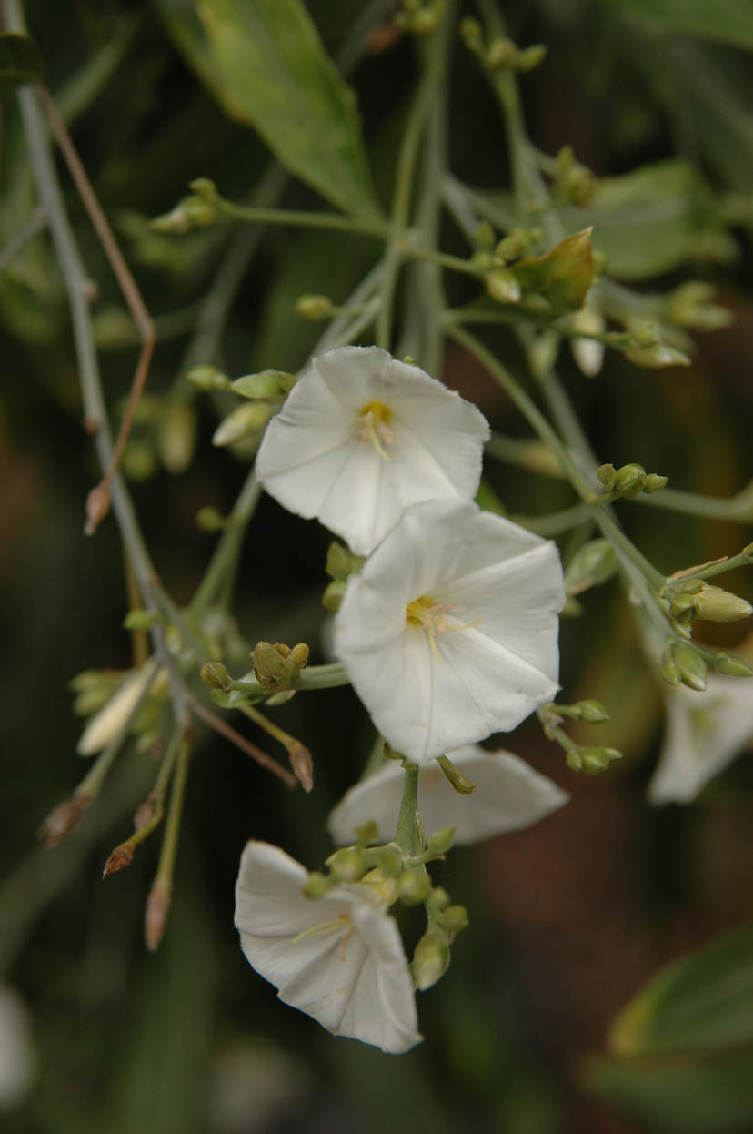 Convolvulus floridus