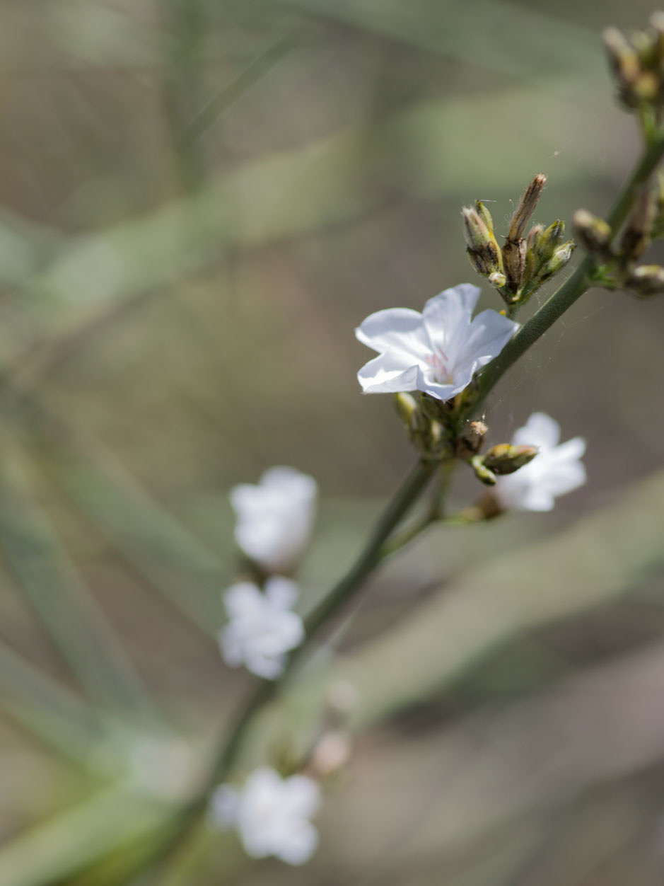 Convolvulus scoparius