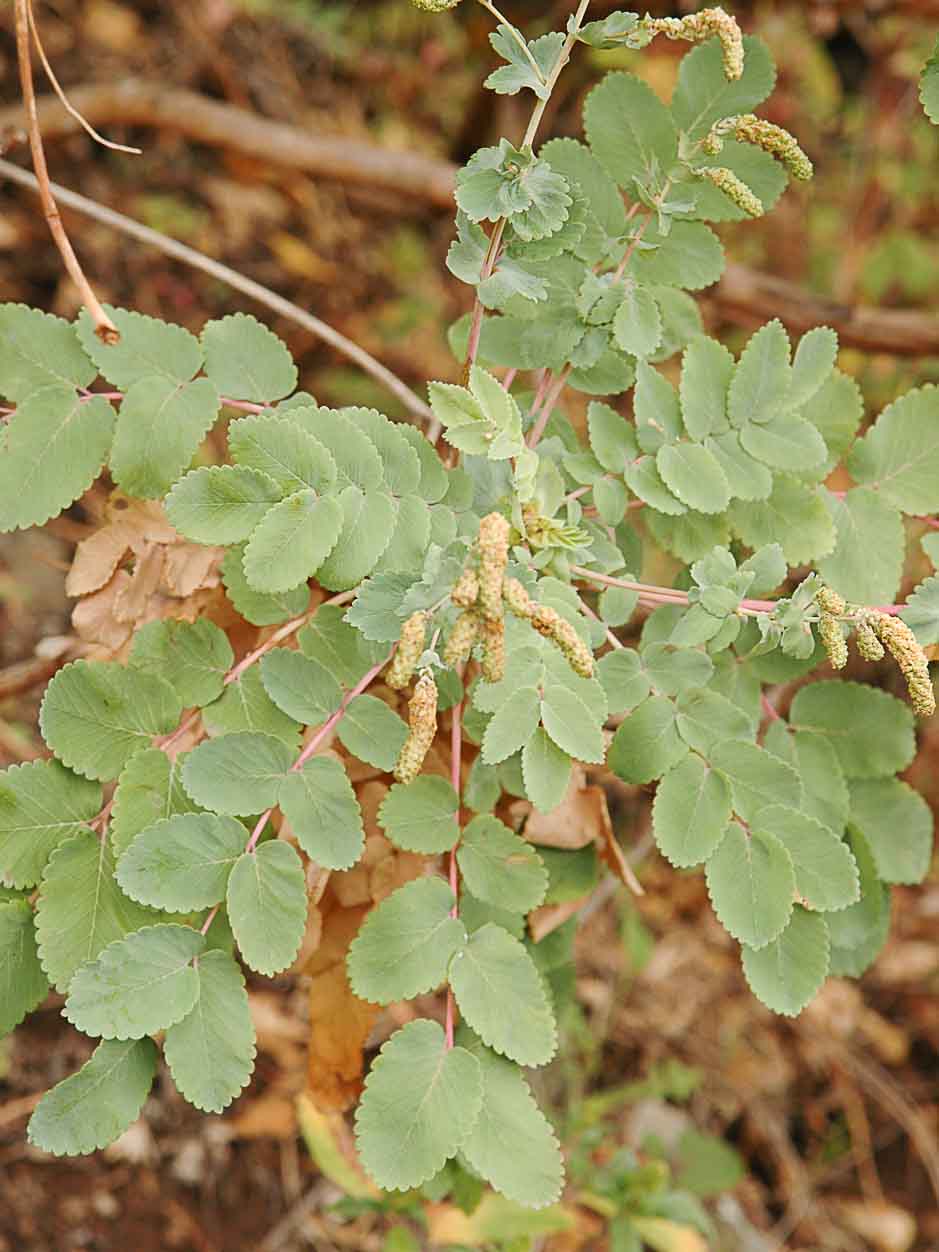Dendriopoterium menendezii