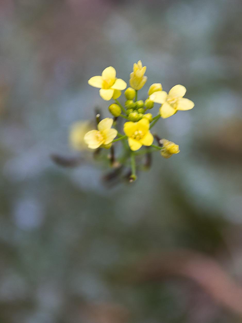 Descurainia millefolia
