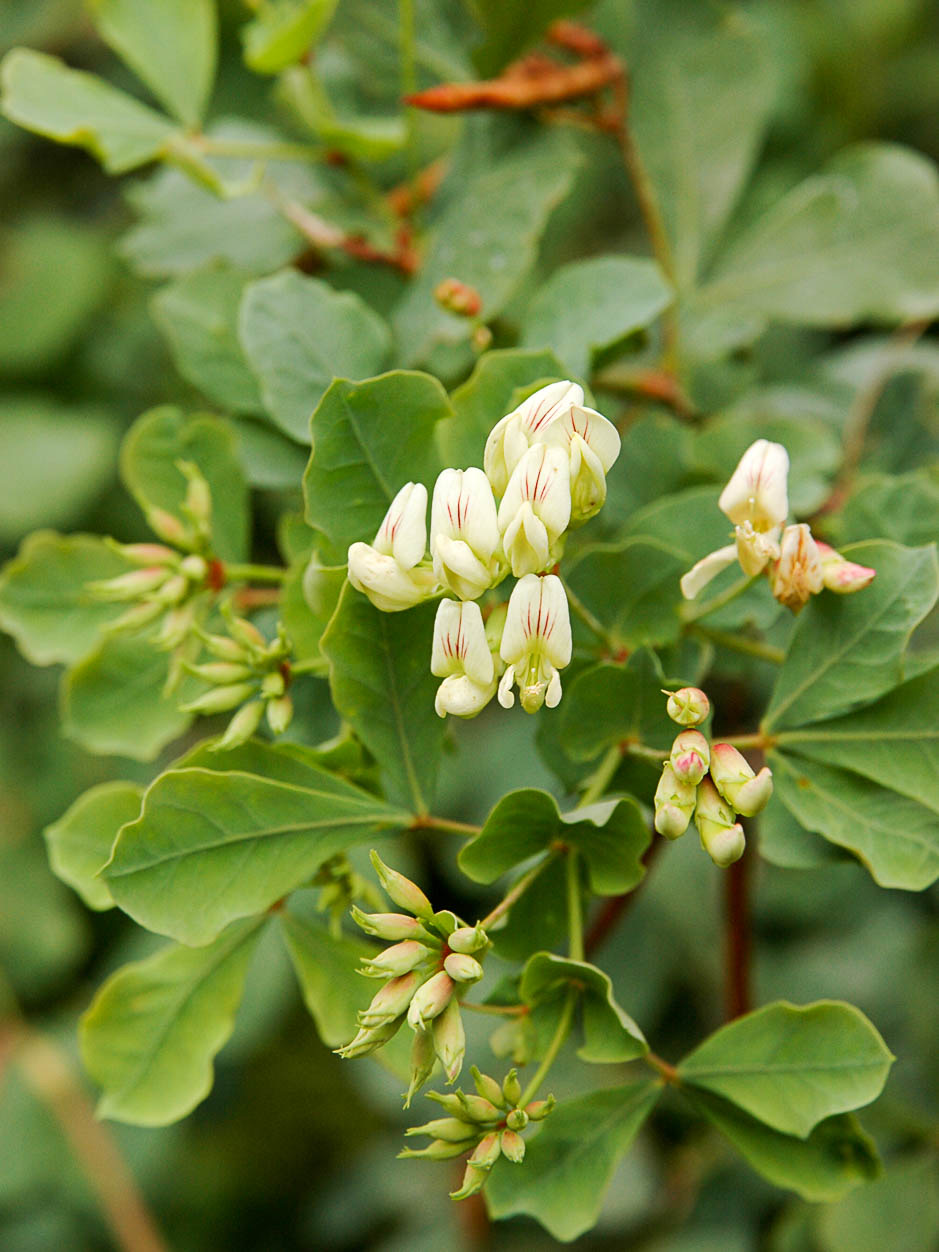 Dorycnium eriophthalmum