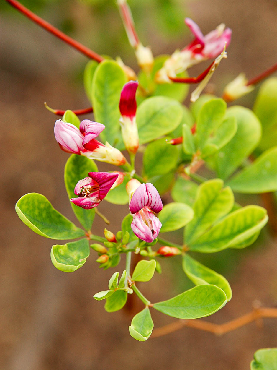 Dorycnium spectabile