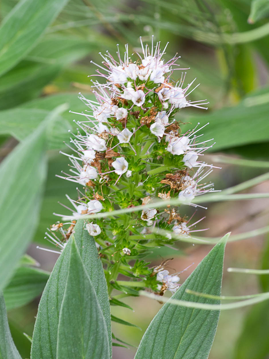 Echium virescens