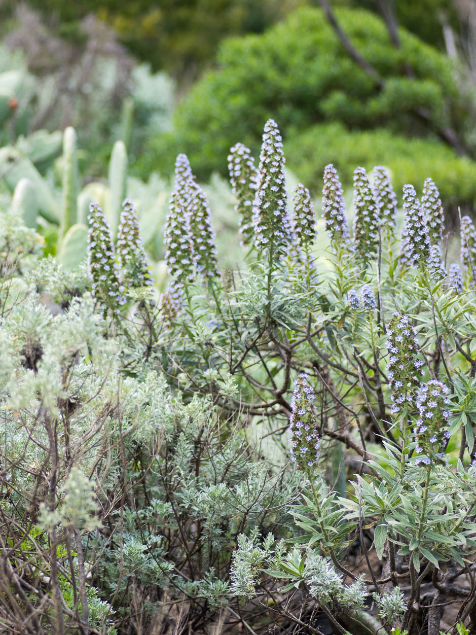 Echium webbii