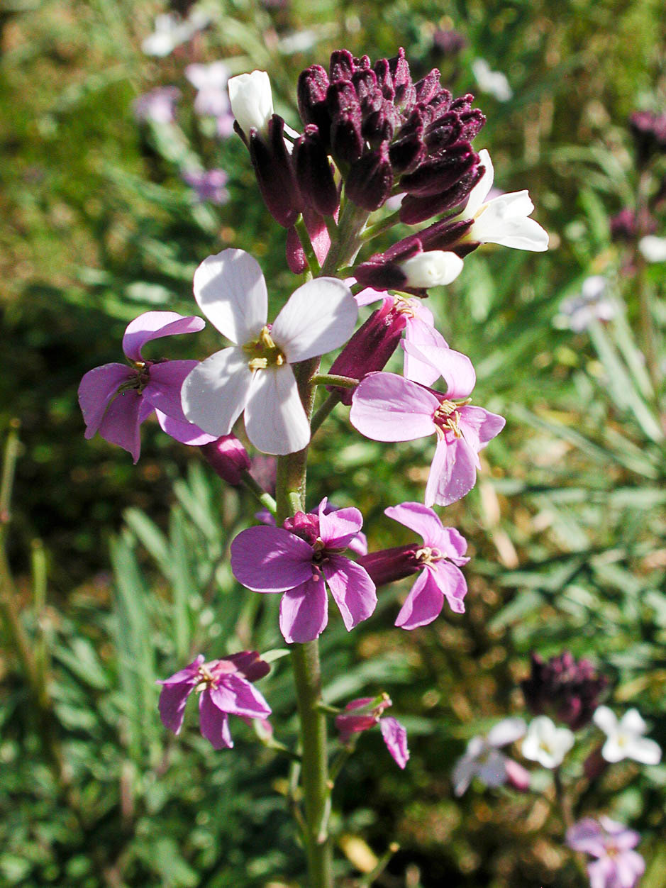 Erysimum scoparium