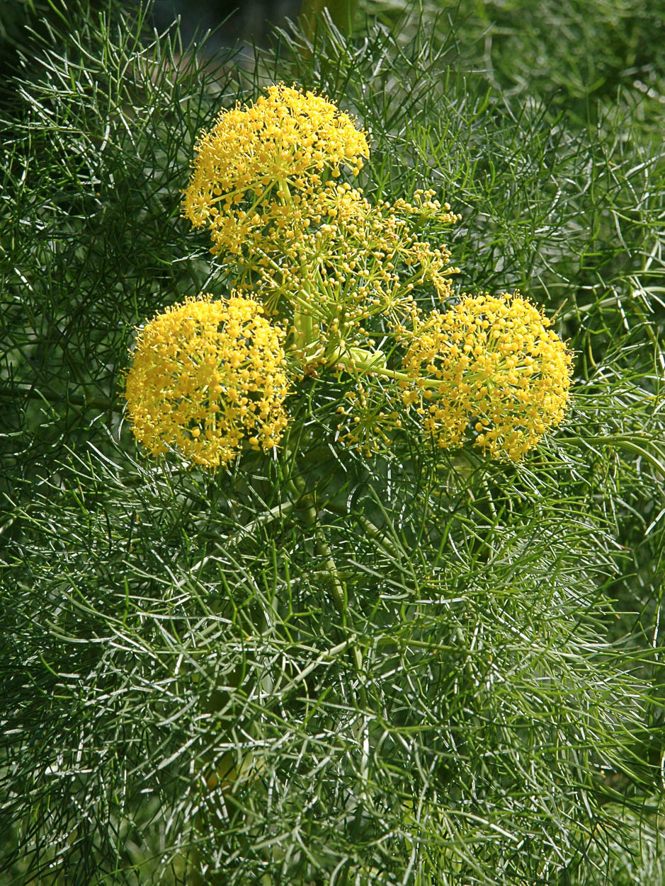 Ferula linkii