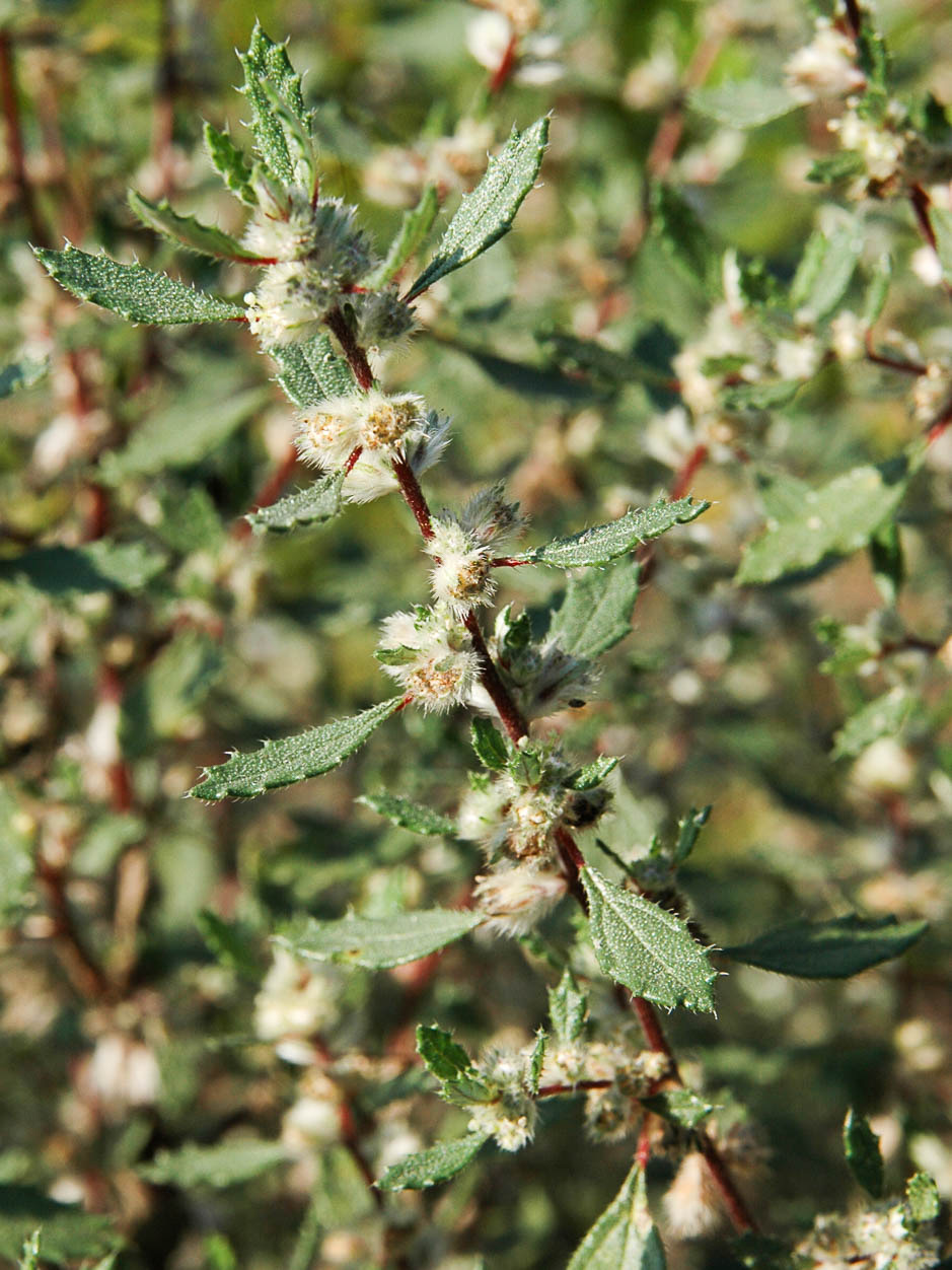 Forskohlea angustifolia