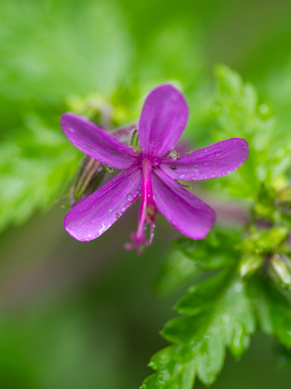 Geranium canariense