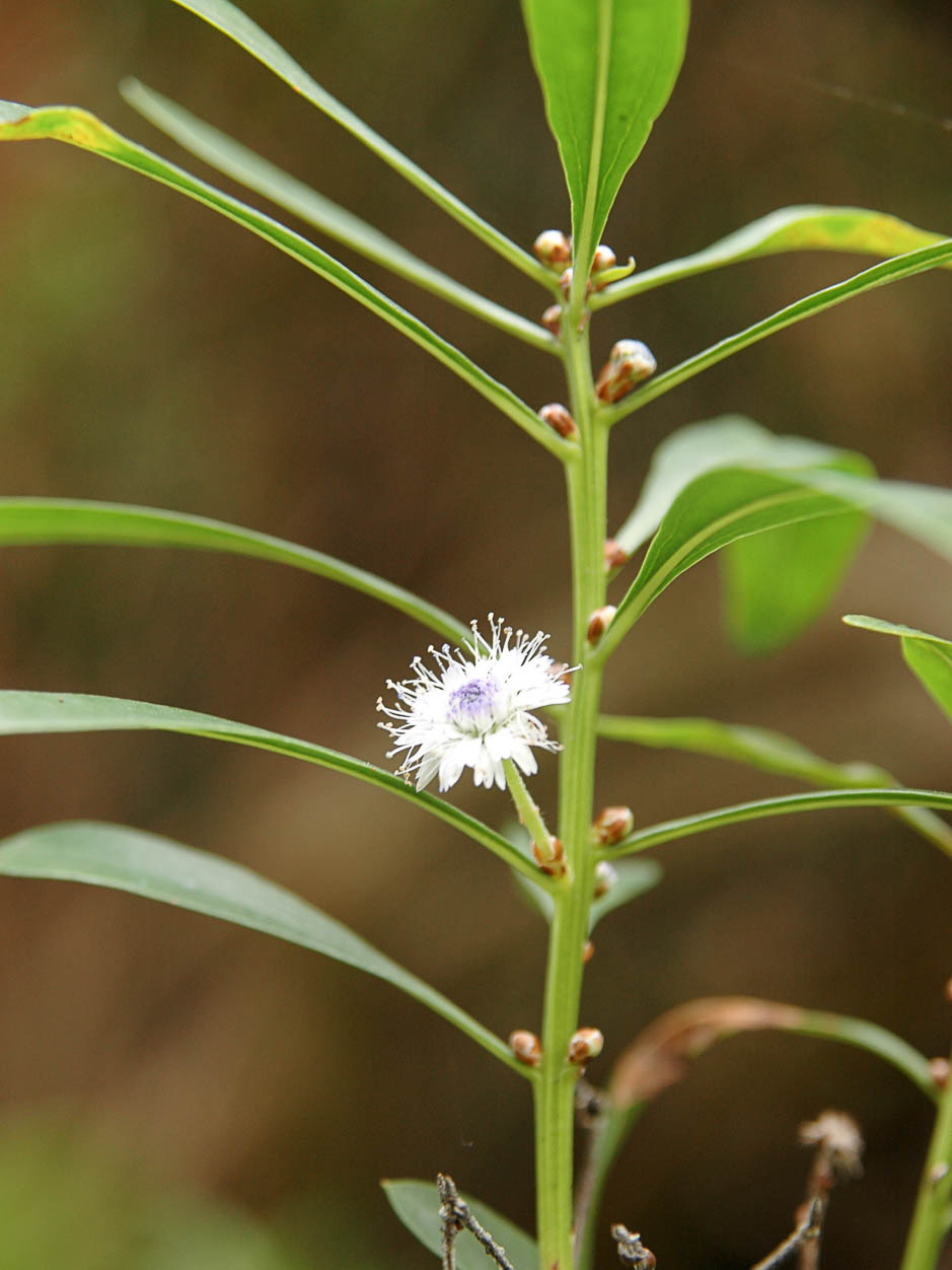 Globularia salicina