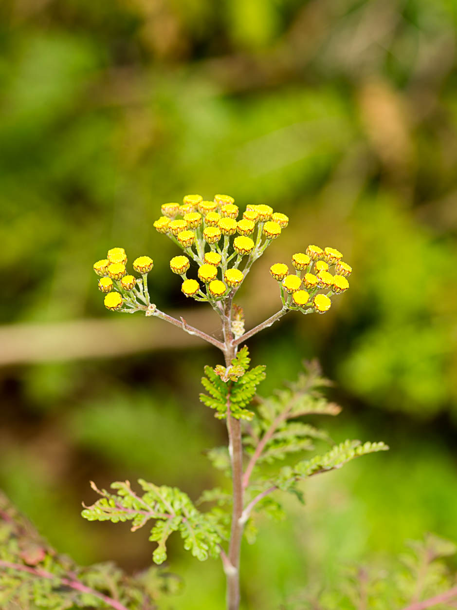 Gonospermum fruticosum
