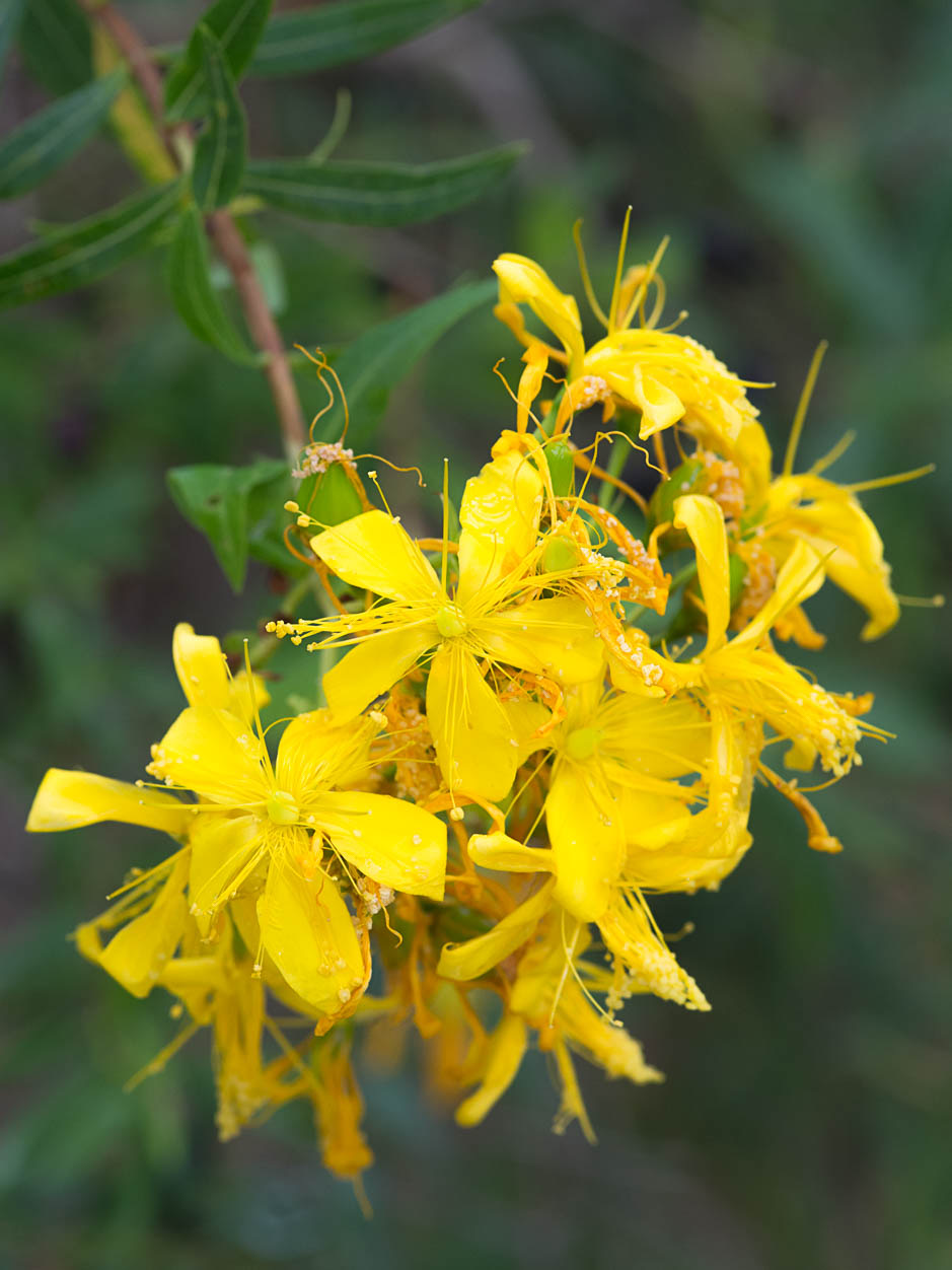 Hypericum canariense