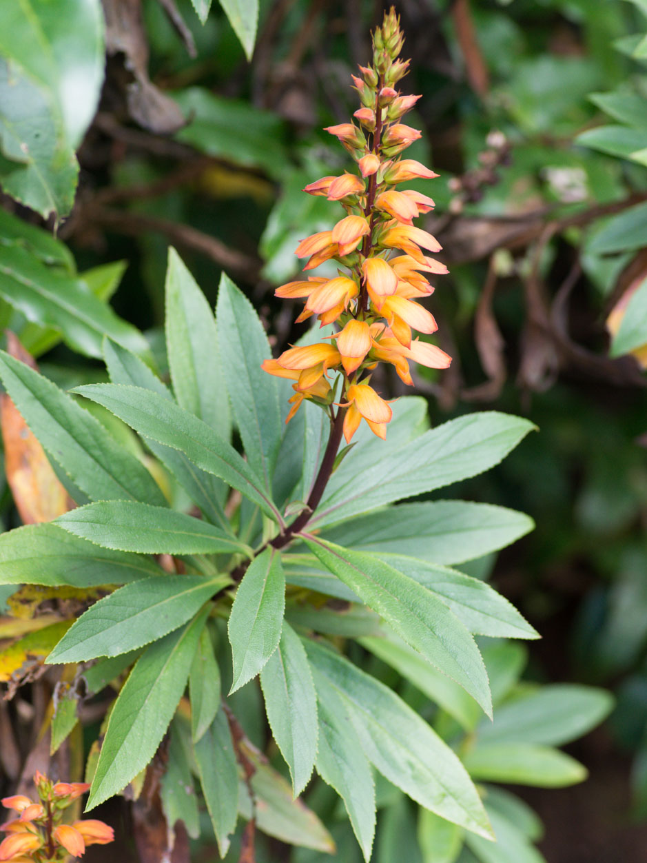 Isoplexis canariensis