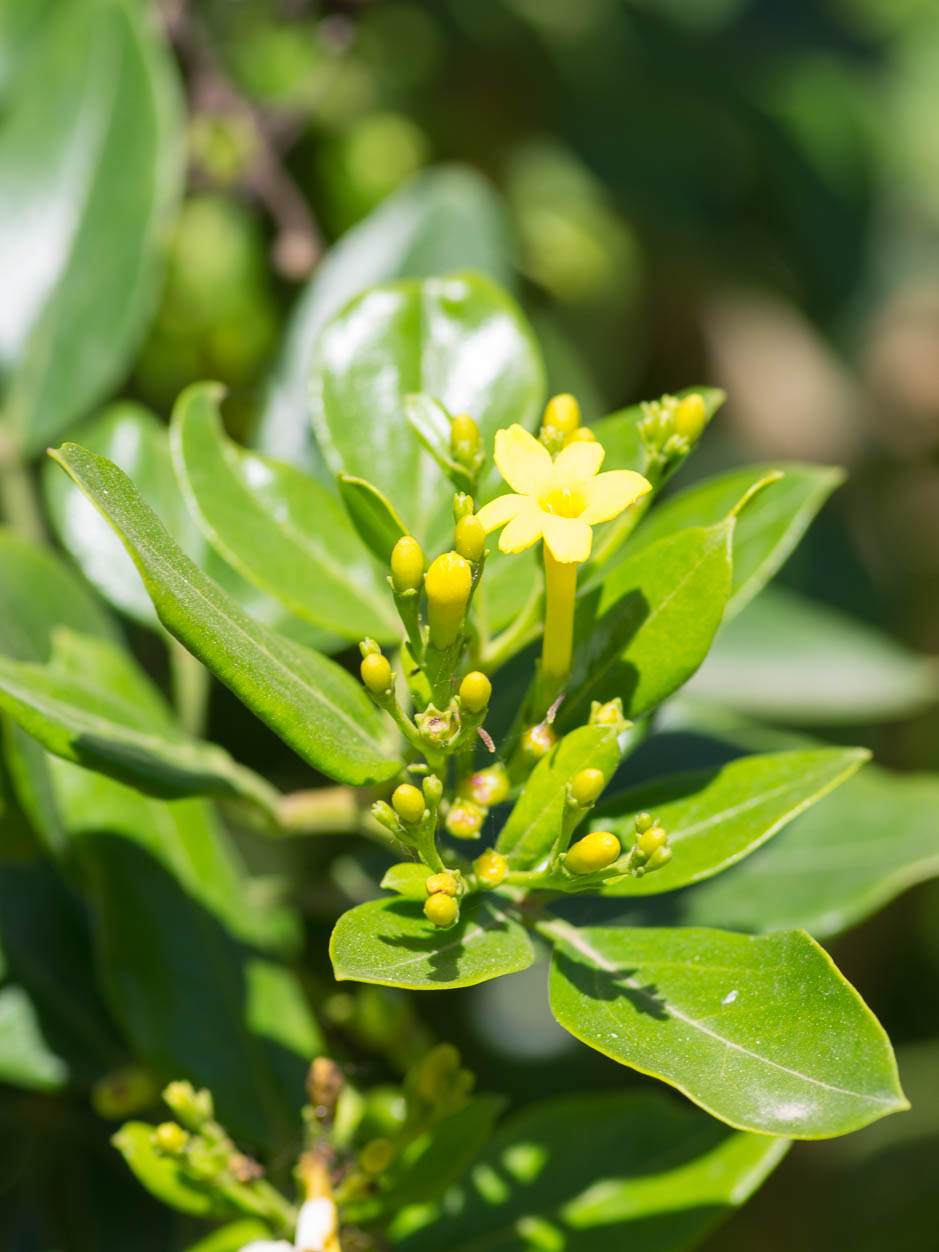 Jasminum odoratissimum
