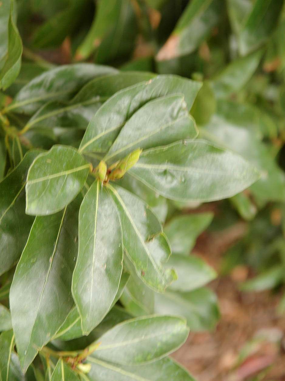 Laurus novocanariensis