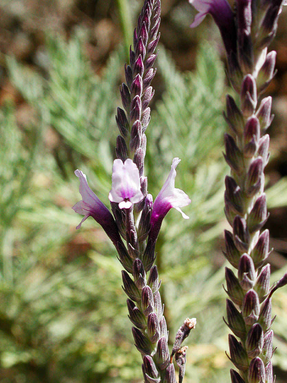 Lavandula buchii