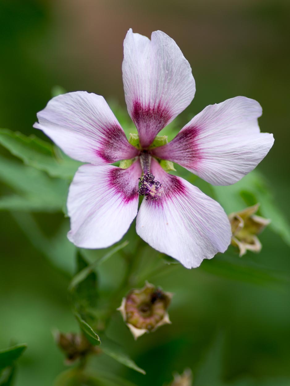 Lavatera acerifolia