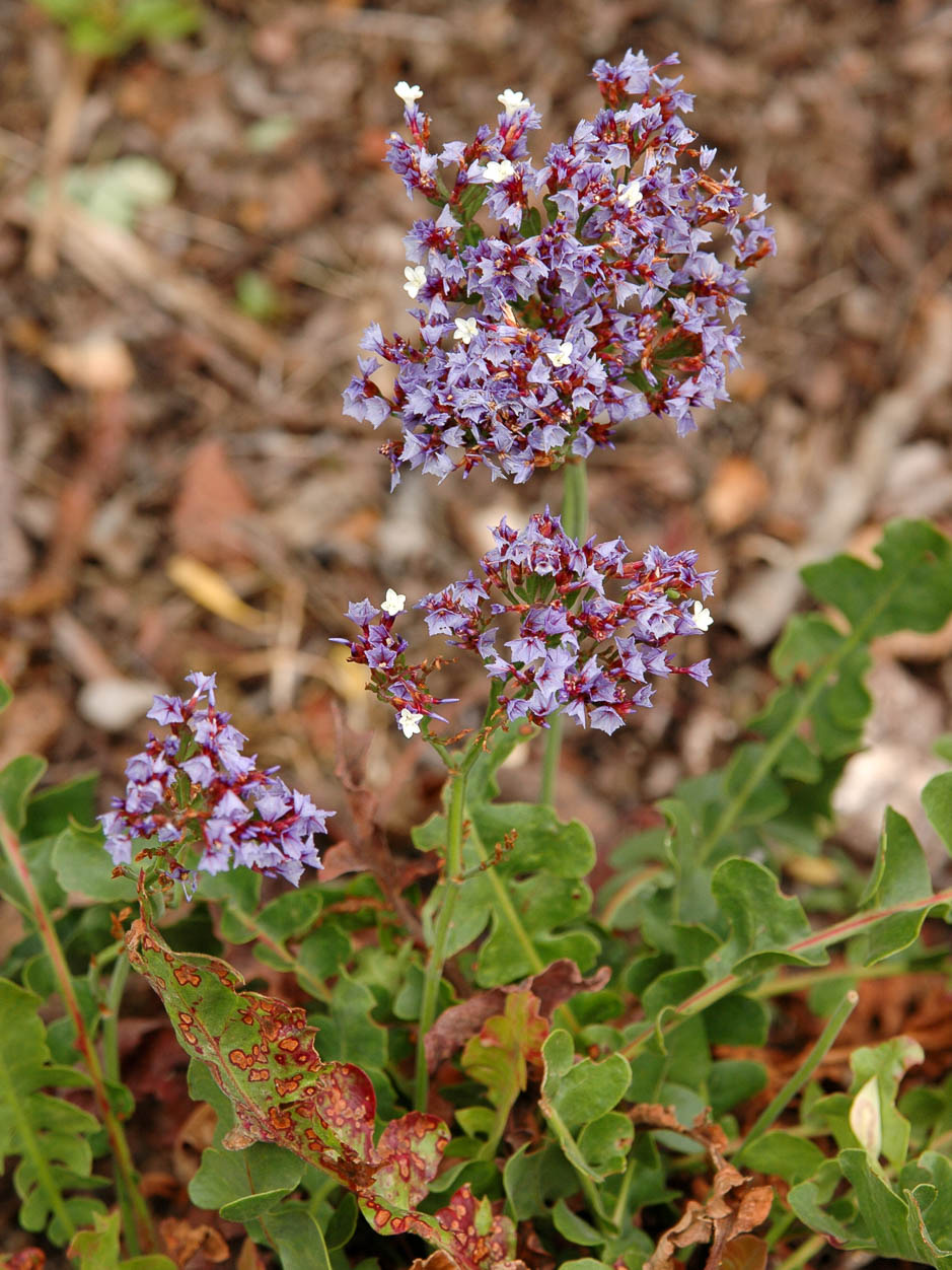 Limonium spectabile