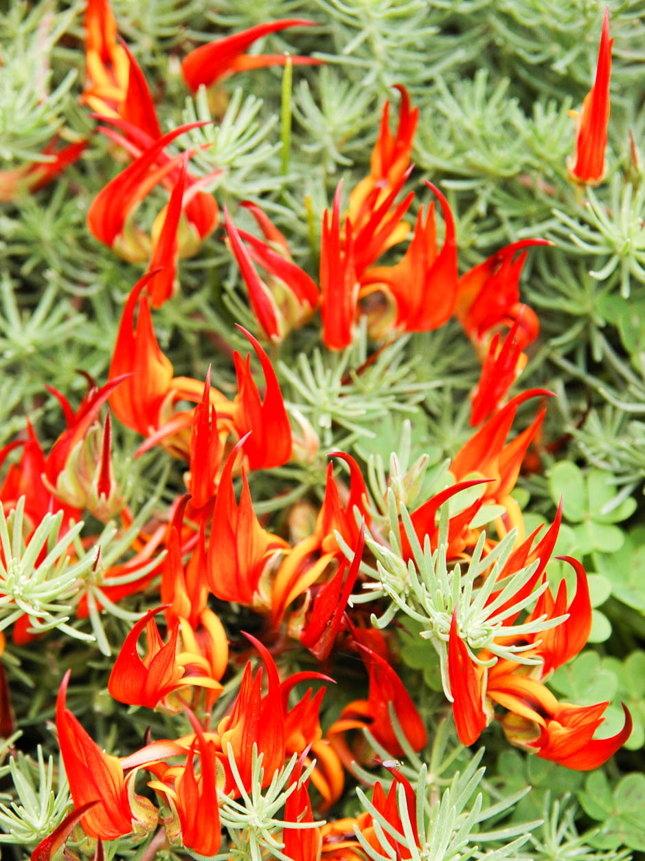Lotus berthelotii