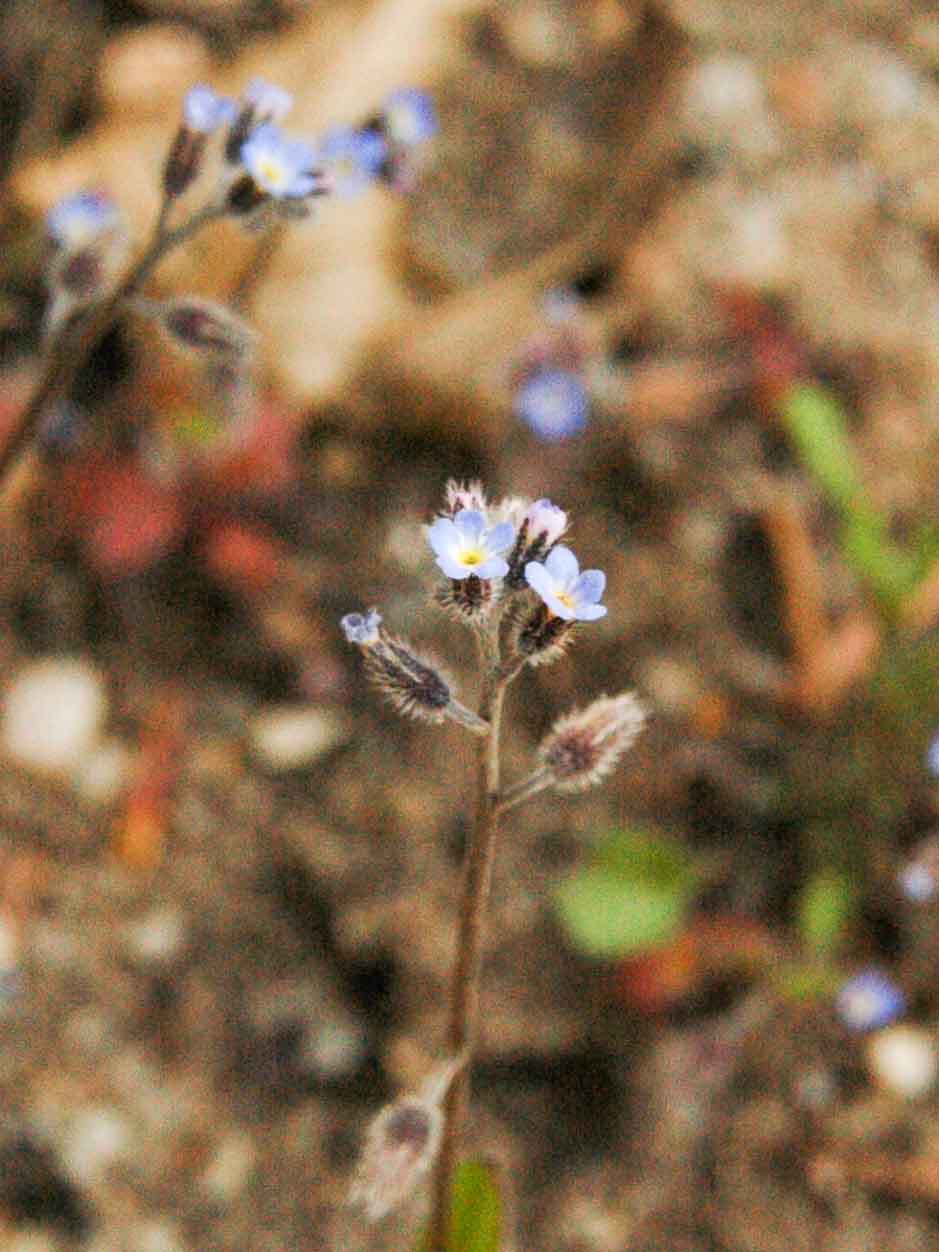 Myosotis discolor