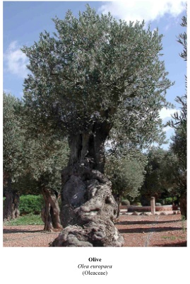 Olea europaea