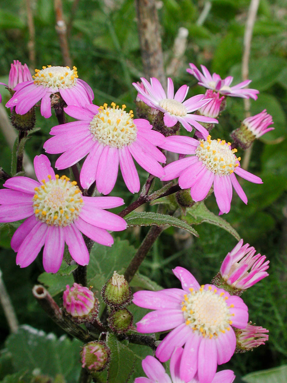 Pericallis tussilaginis