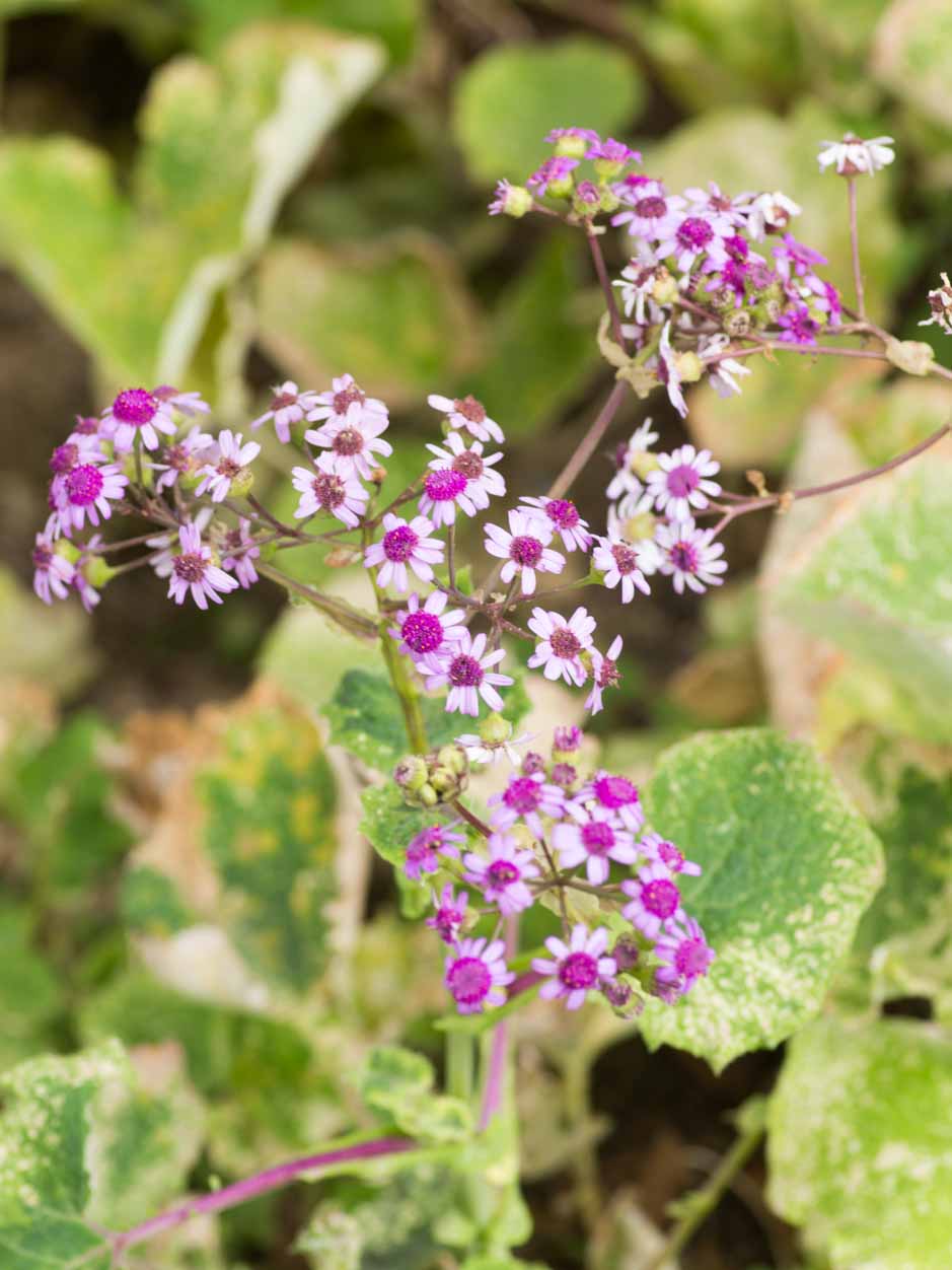 Pericallis webbii