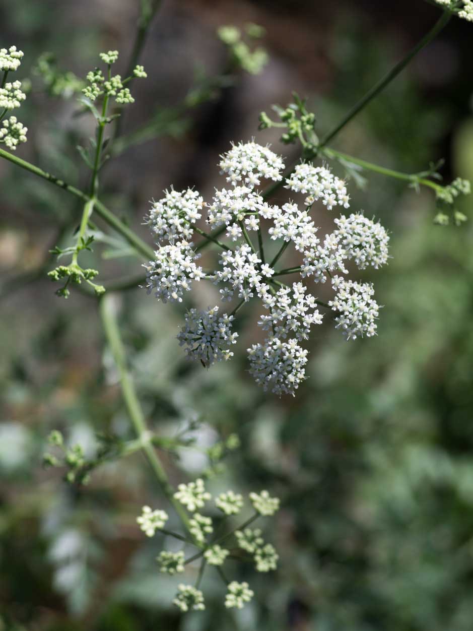 Pimpinella junoniae