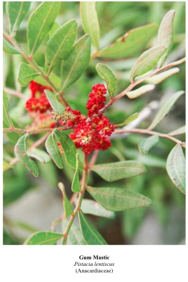 Pistacia lentiscus