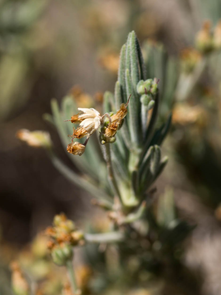 Plantago webbii