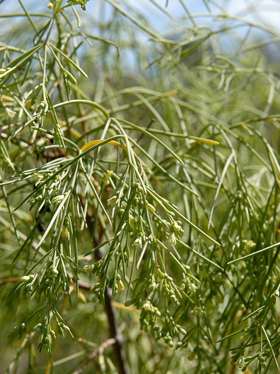 Plocama pendula