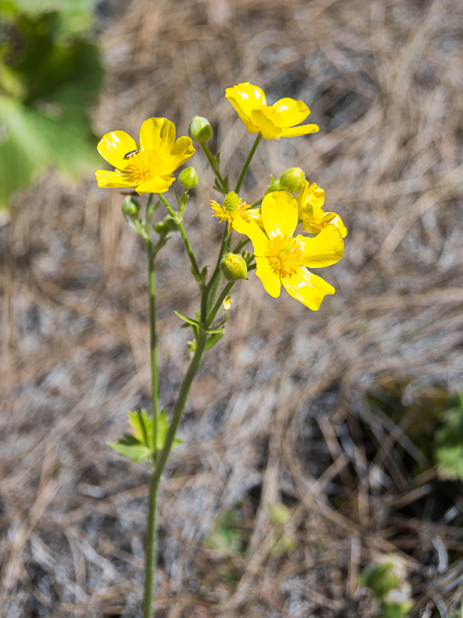 Ranunculus cortusifolius