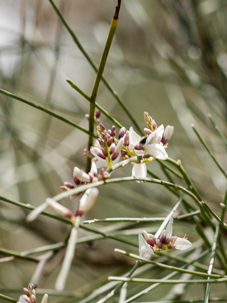 Retama rhodorhizoides