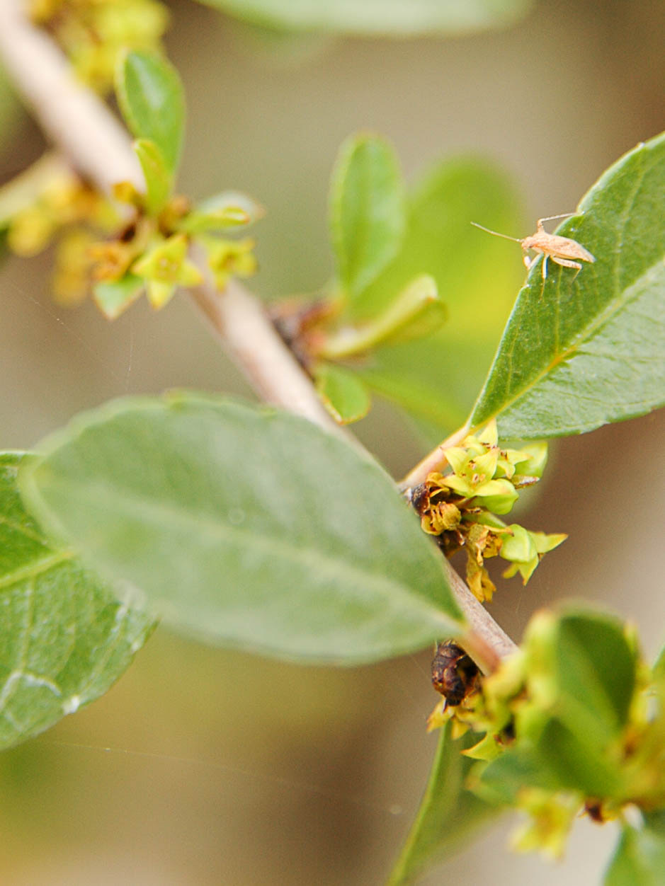 Rhamnus crenulata