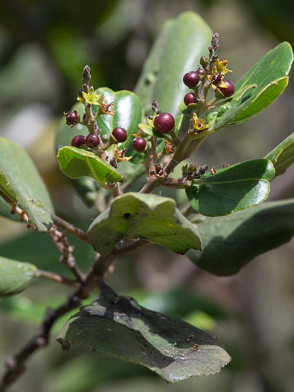 Rhamnus glandulosa