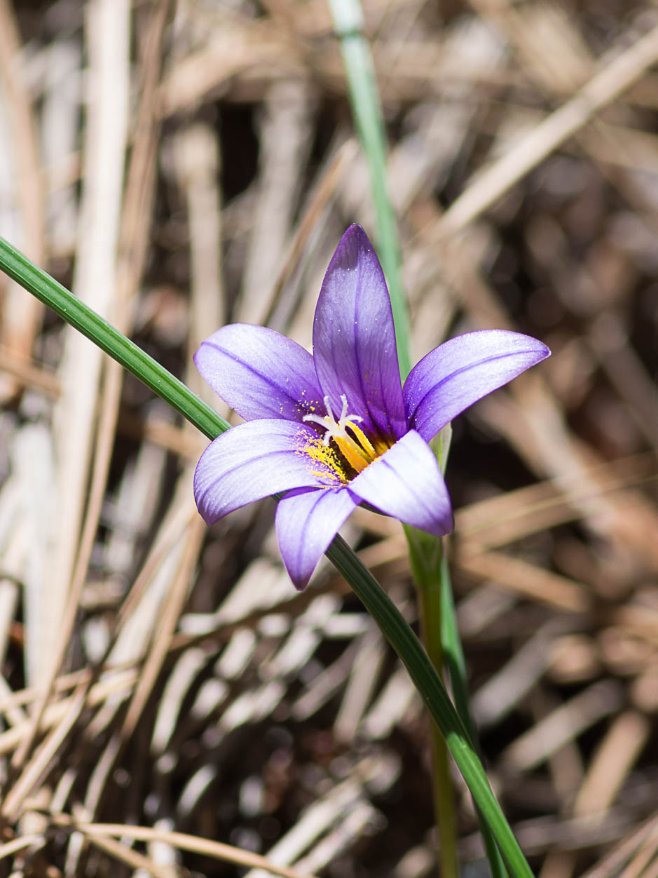 Romulea columnae