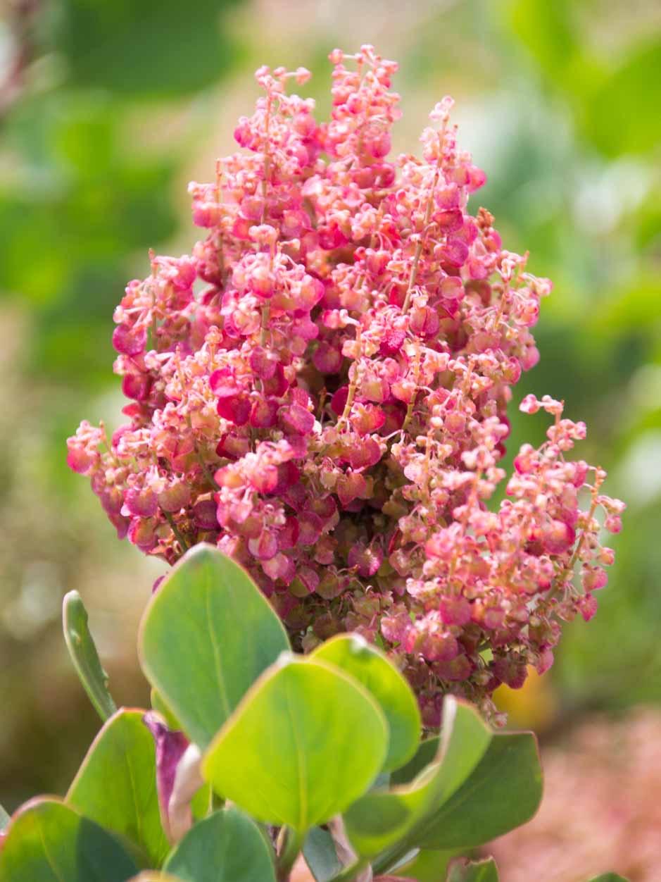 Rumex lunaria