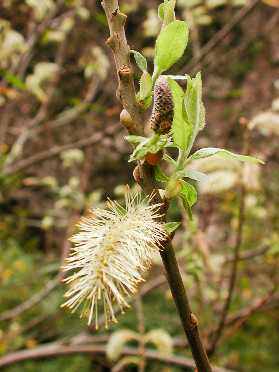 Salix canariensis