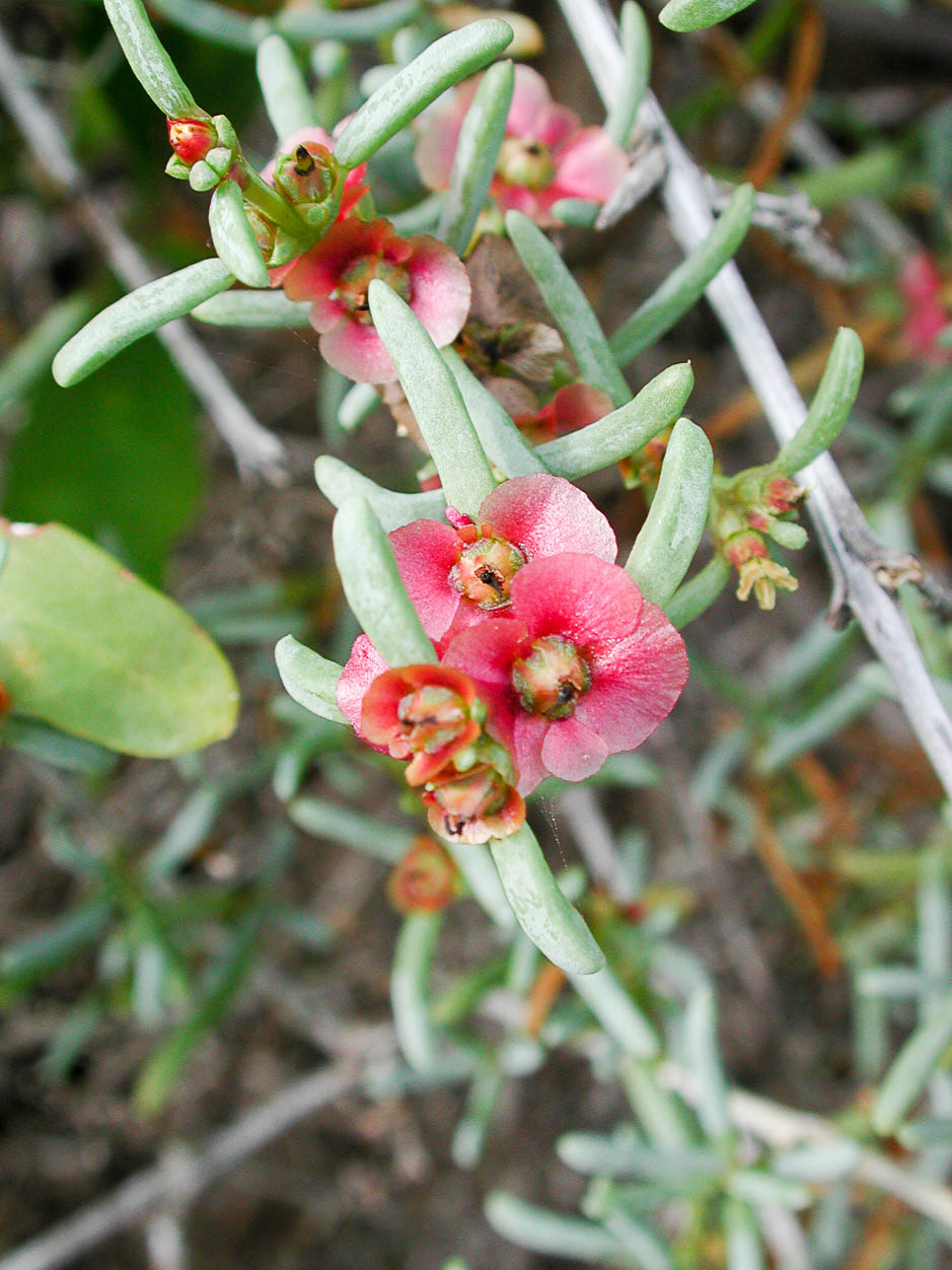 Salsola divaricata