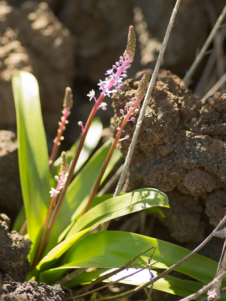 Scilla haemorrhoidalis