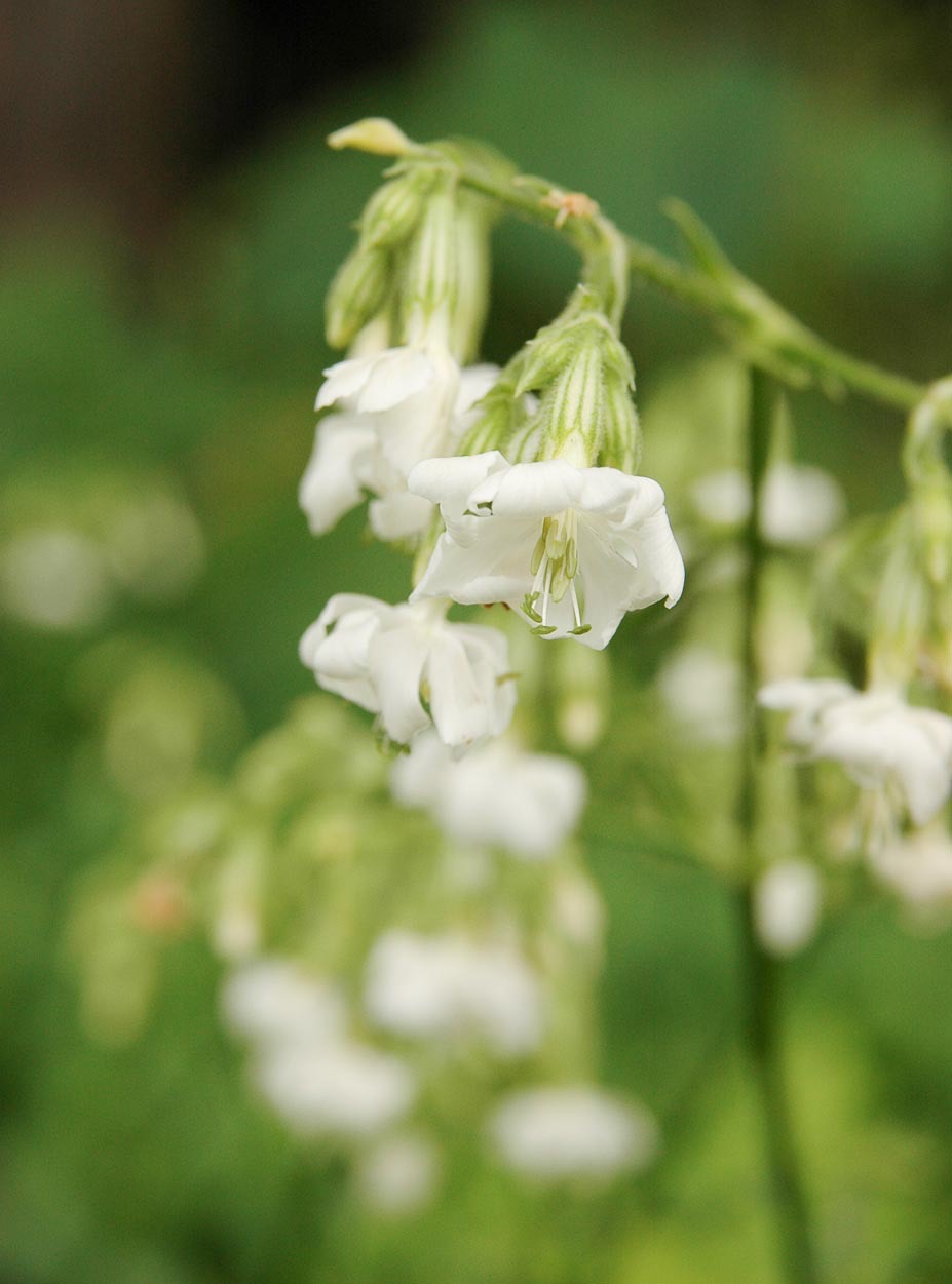 Silene lagunensis