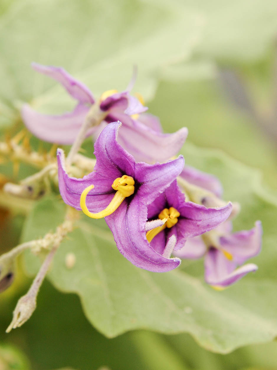 Solanum vespertilio