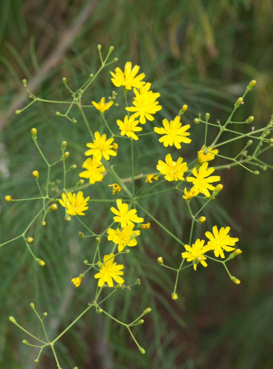 Sonchus leptocephalus